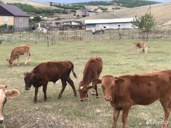 Продаются коровы с телятами
