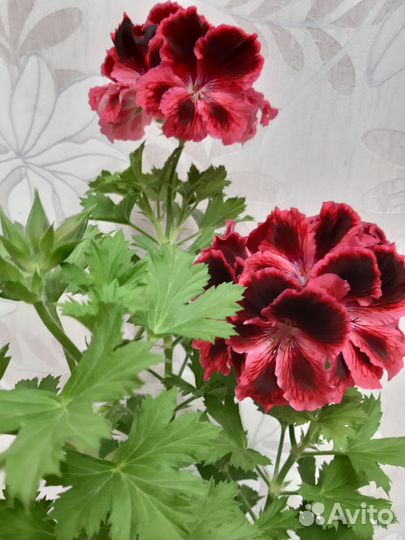 Пеларгония, герань