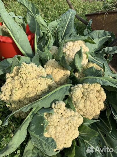 Цветная капуста