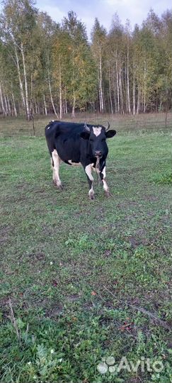 Телка 2 года, 2 быка 1.5 года