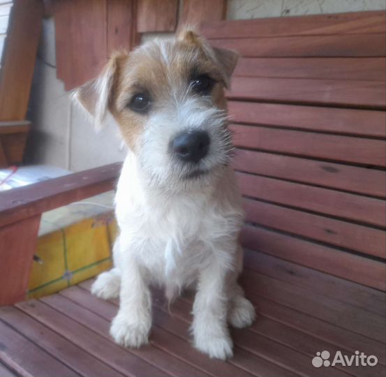 Мальчик Джек Рассел терьера