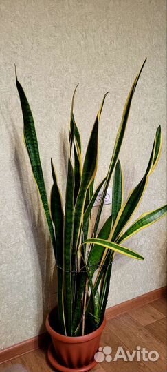 Сансевиерия сортовая