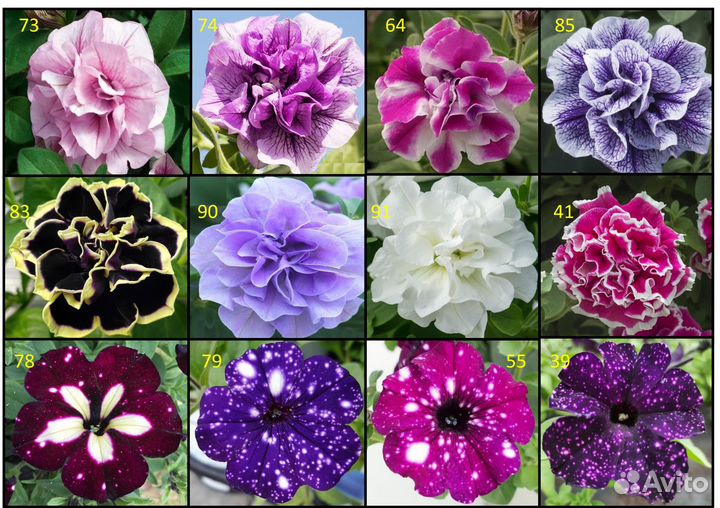 Петуния вегетативная (размножается черенками)