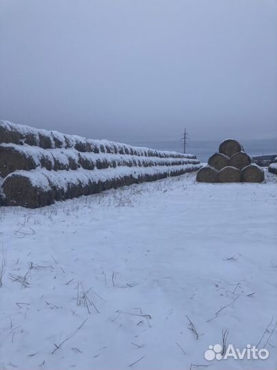 Продам сено в рулонах