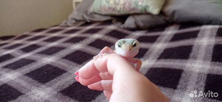 Геккон эублефар