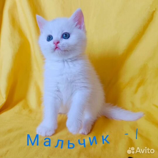 Шотландские котята