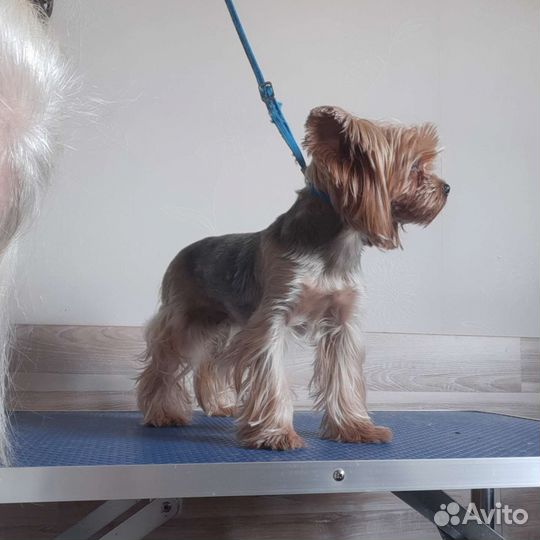 Груминг грумер стрижка собак