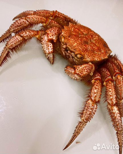 Краб Волосатик