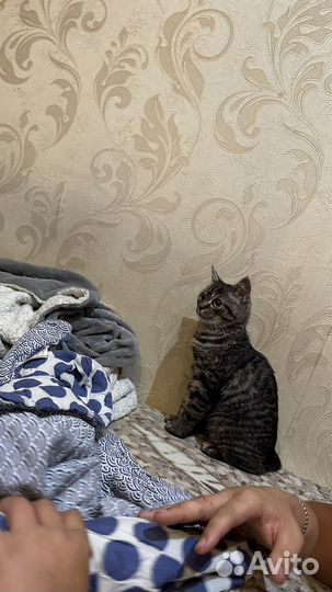 Британская кошка бесплатно