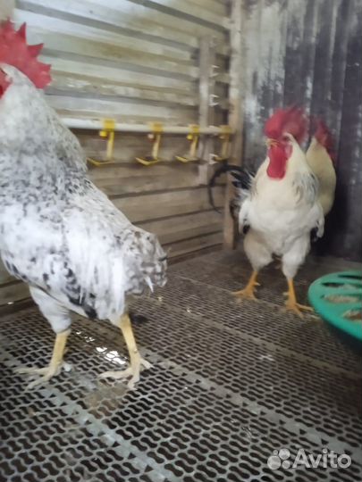 Куры и петухи