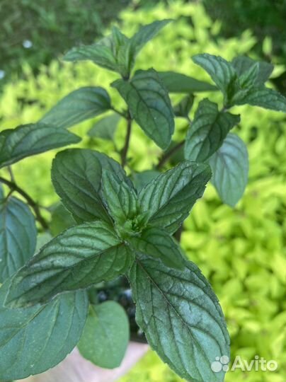 Мята Шоколад, Апельсиновая. набор пряных трав