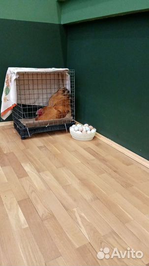 Домашняя птица