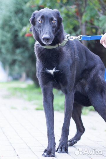 Собака бесплатно