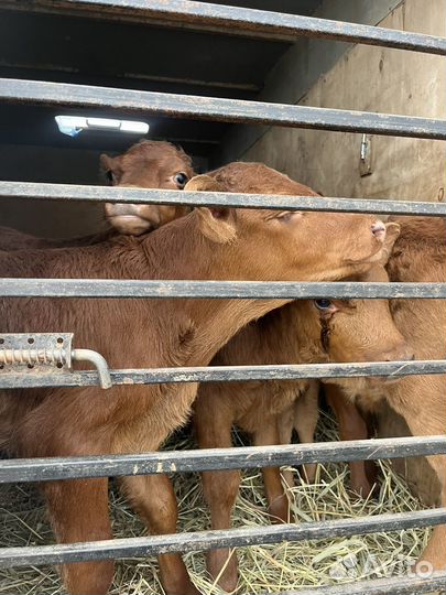 Бычки и телята