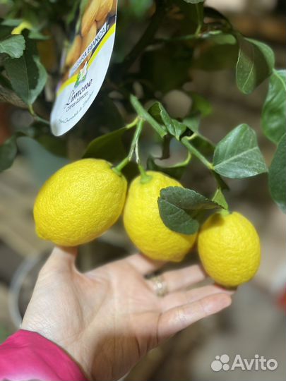 Лимон