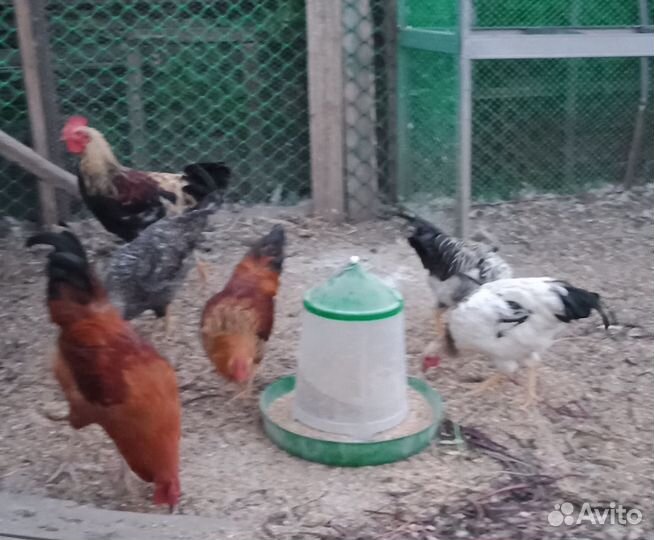 Домашняя птица