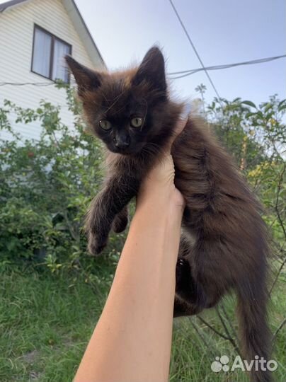 Котенок шоколадка