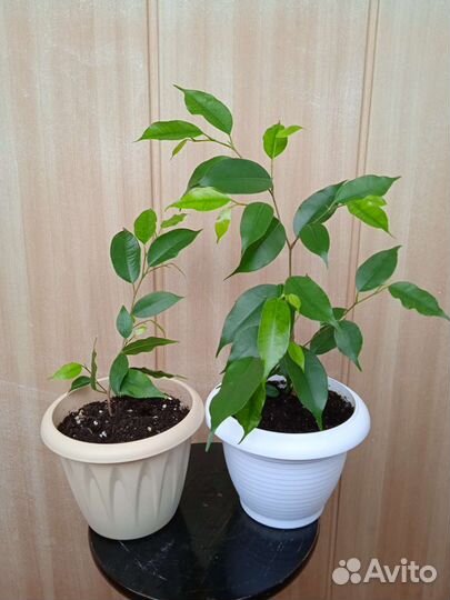 Фикусы каучуконосные и бенджамина