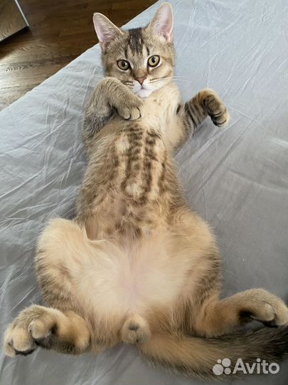 Вязка с шотландским котом