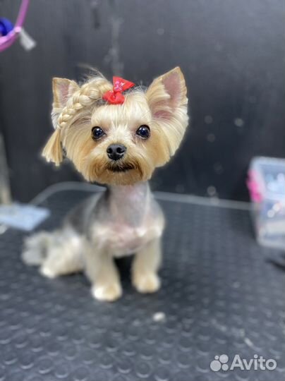 Стрижка кошек и собак