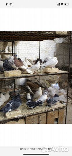 Домашние голуби в разведении