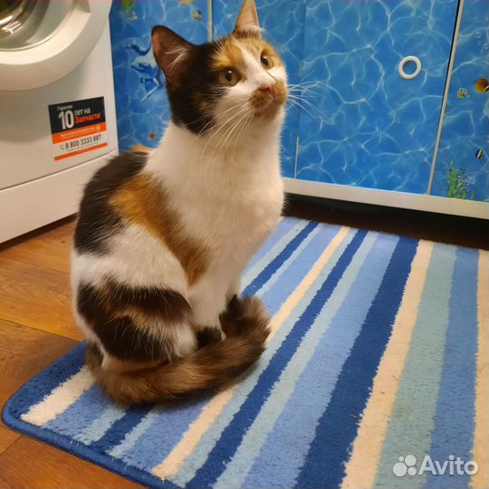 Кошечка и котик в добрые руки