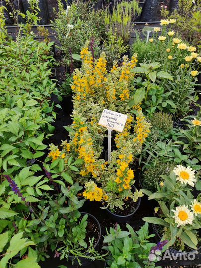 Вербейник вариегатный