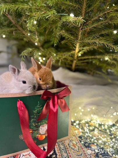 Мини карликовые кролики из питомника