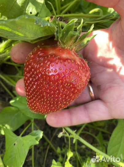 Рассада Клубника (сортовая)