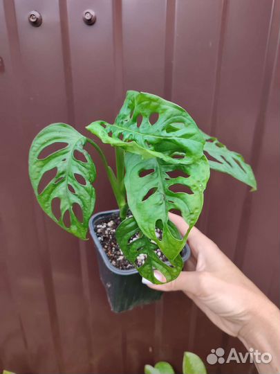 Комнатные цветы 7