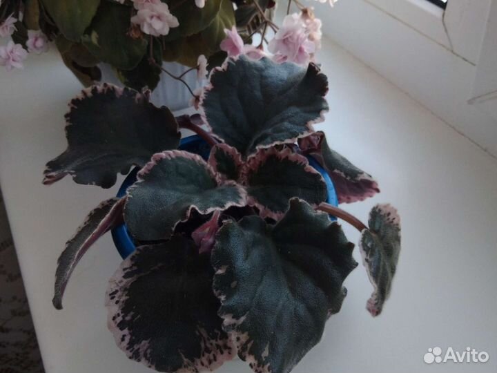 Фиалка ват Калейдоскоп