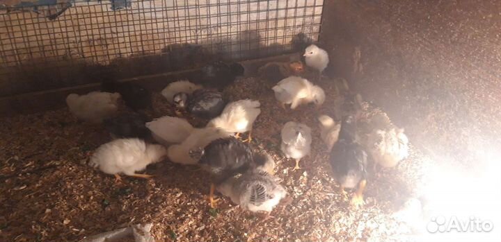 Индюшата, цыплята