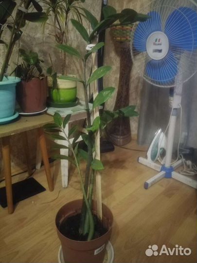 Замиокулькас долларовое дерево