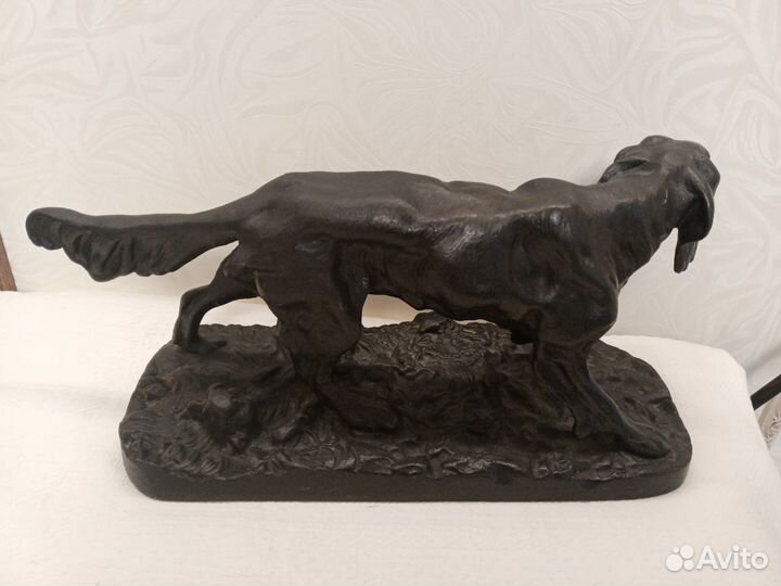 Собака Сеттер. Куса