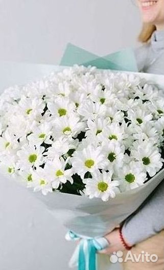 Хризантема