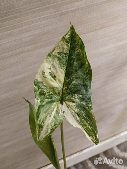 Сингониум разные сорта