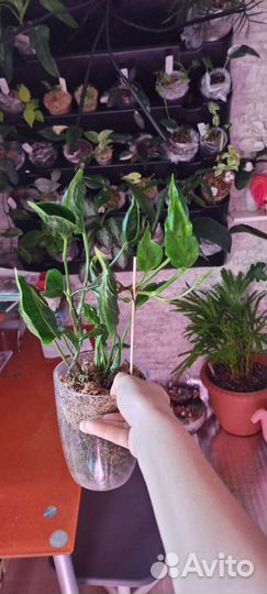 Сциндаптусы, монстеры и других домашних растений