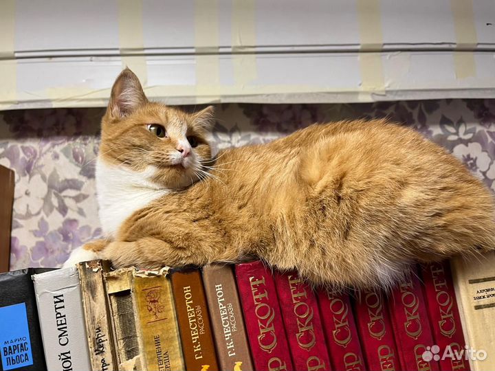 Апельсиновая кошечка