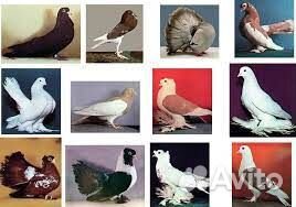 Для голубей и декоративных птиц