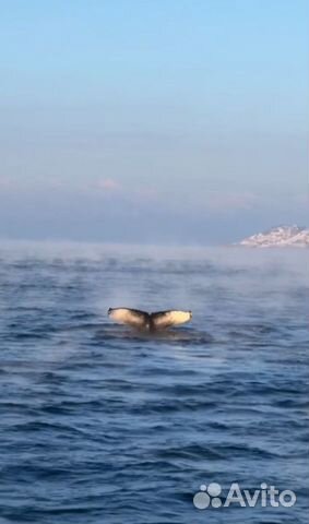 Морское путешествие в поисках китов объявление продам