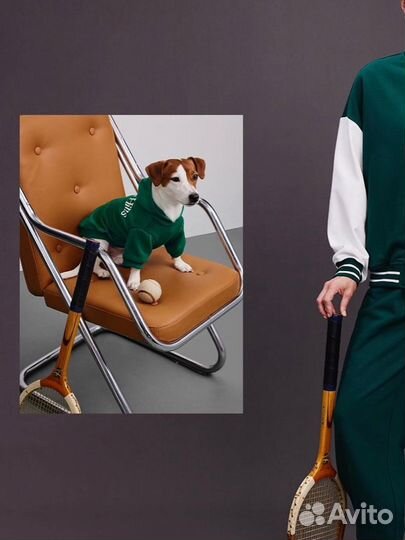 Собака для фотосессии и видео