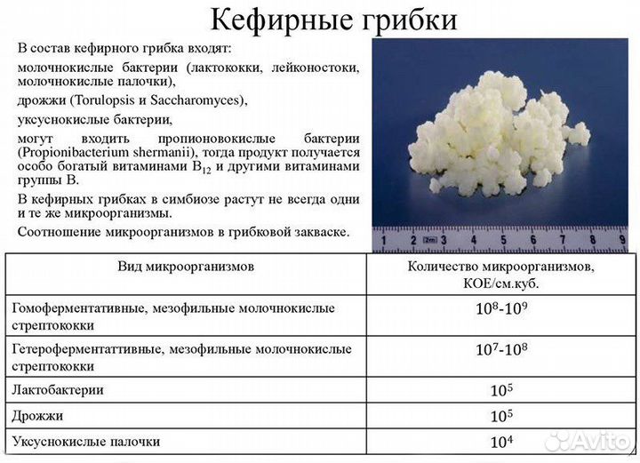 Тибетский молочный гриб кефирный грибок