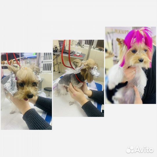 Услуги грумера