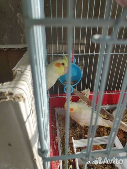 Попугай корелла