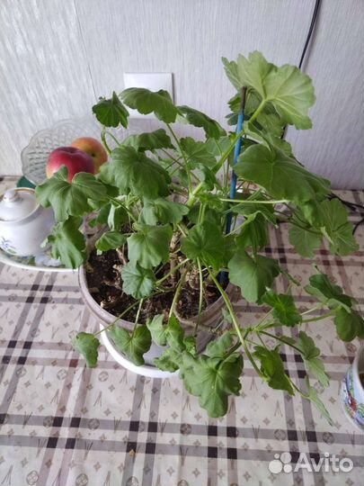 Пеларгония герань