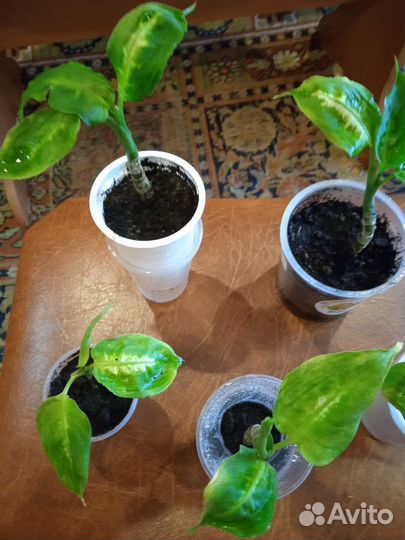 Диффенбахия