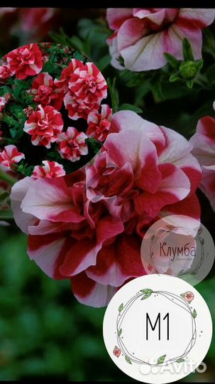 Кустовая Петуния