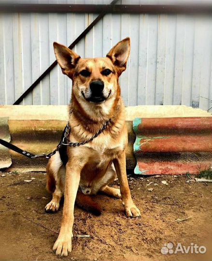 Янтарь преданный друг ждёт тебя