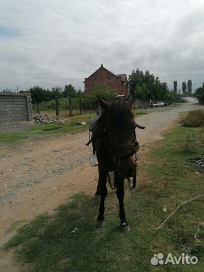 Лошадь жеребец