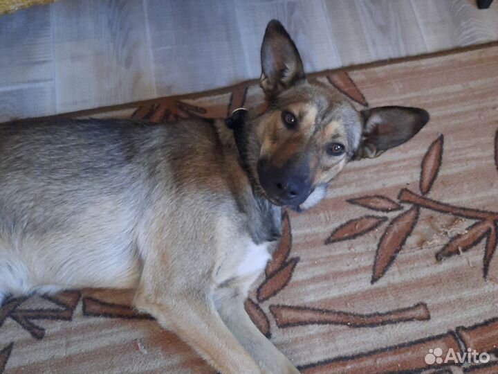 Собака в добрые руки